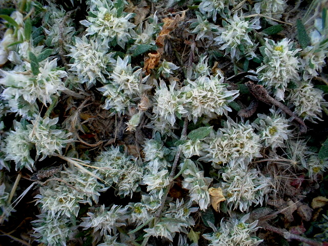 Paronychia argentea